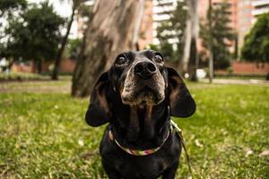 kortbelagd svart hund foto