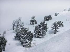 vinter- säsong landskap snölandskap, träd på de backe av vit snöig fjäll, skidåkning plats, grå himmel foto