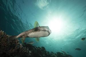 porcupinefish (diodon hystrix) i Röda havet. foto