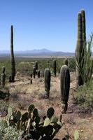 tucson arizona landskap med saguaro och paddla kaktus foto