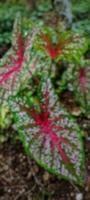de bakgrund av en mycket skön och skön dekorativ taro blad växt foto