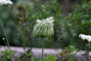 vild morot blooms i en skog clearing. foto