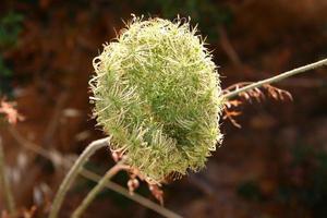 vild morot blooms i en skog clearing. foto