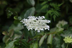 vild morot blooms i en skog clearing. foto