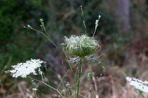 vild morot blooms i en skog clearing. foto