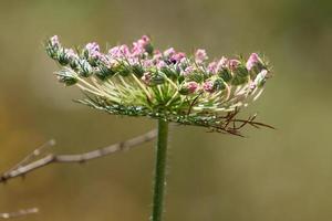 vild morot blooms i en skog clearing. foto