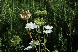 vild morot blooms i en skog clearing. foto