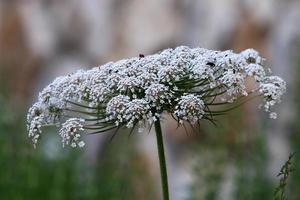 vild morot blooms i en skog clearing. foto