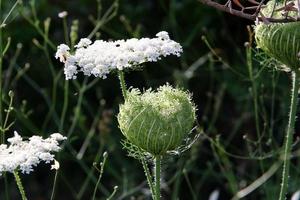 vild morot blooms i en skog clearing. foto