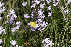 lepidoptera fjäril sitter på en blomma. foto
