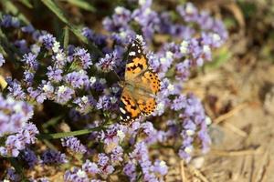 lepidoptera fjäril sitter på en blomma. foto