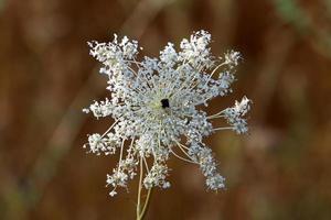 vild morot blooms i en skog clearing. foto