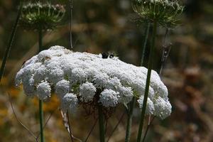 vild morot blooms i en skog clearing. foto