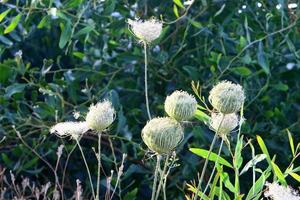 vild morot blooms i en skog clearing. foto