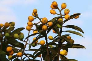 japansk loquat mognar på en träd i en stad parkera i nordlig israel. foto