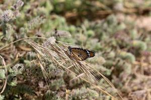 lepidoptera fjäril sitter på en blomma. foto