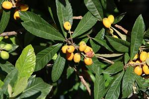 japansk loquat mognar på en träd i en stad parkera i nordlig israel. foto