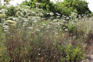 vild morot blooms i en skog clearing. foto