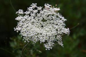 vild morot blooms i en skog clearing. foto