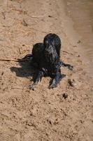 porträtt av en goldendoodle hund. de hund är liggande på de strand med våt lockigt foto