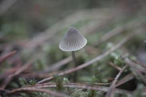 en filigran liten svamp på de skog golv i mjuk ljus. makro skott natur foto