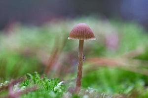 en filigran liten svamp på de skog golv i mjuk ljus. makro skott natur foto