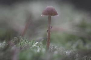 en filigran liten svamp på de skog golv i mjuk ljus. makro skott natur foto