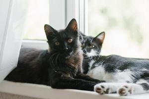 två skön ung kattunge i svart och vit lögner på de fönster. Hem favorit sällskapsdjur foto