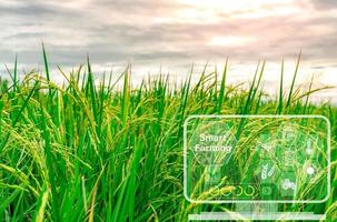 smart lantbruk med modern teknologi begrepp. ris bruka fält och ikon av smart jordbruk begrepp. hållbar lantbruk. precision lantbruk. klimat övervakning. bruka förvaltning systemet. foto