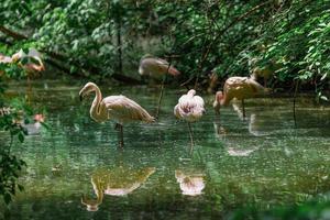 rosa flamingo i de damm, mjuk solljus och mussla vatten reflexion. djur- parkera eller Zoo med tropisk trädgård sjö. skön flamingo i damm, lugn exotisk natur djur foto