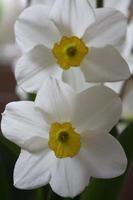 narcissus blommor (påsklilja) foto