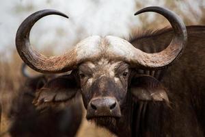cape buffalo i kruger nationalpark foto