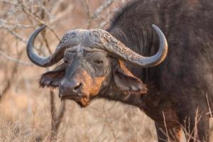buffel | Kruger nationalpark