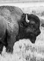 buffel i svartvitt foto