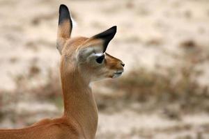 impala i tsavo östra nationalparken kenya foto
