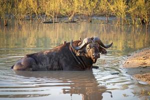afrikansk buffel, Sydafrika foto