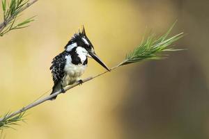 pied kingfisher i Kruger National Park foto