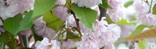 pastell rosa körsbär sakura i japan i blomstrande säsong foto