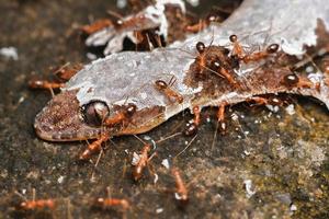 röd myror äter död- ödla kropp premie Foto