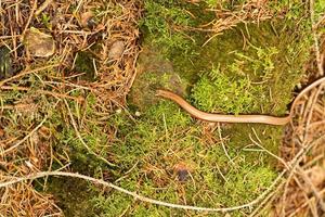 anguis fragilis i naturreservatet Fischbeker Heide Hamburg foto