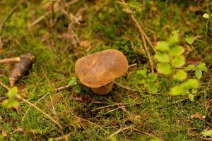 färsk vild svamp ut av de skog foto