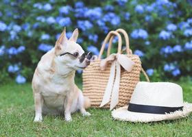 brun chihuahua hund bär solglasögon Sammanträde med sugrör väska och hatt på grön gräs i de trädgård med lila blommor. säker resa med djur. foto