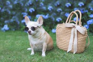 brun chihuahua hund bär solglasögon Sammanträde med sugrör väska på grön gräs i de trädgård, redo till resa. säker resa med djur. foto
