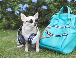 brun kort hår chihuahua hund bär solglasögon och hörlurar runt om nacke Sammanträde med ryggsäck i de trädgård med lila blommor. reser med djur. foto