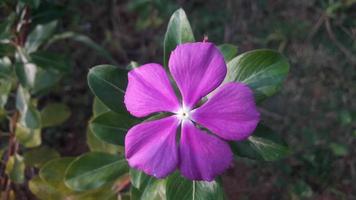 madagaskar snäcka blomma på en växt foto