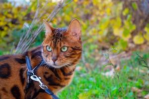 ung skön bengal katt på ett höst promenad bland de gul höst lövverk foto