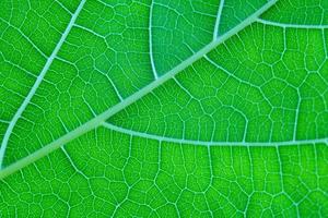 makro Foto av grön blad och vener textur bakgrund