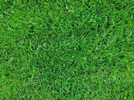 närbild yta av grönt gräs på en äng på en solig sommardag. foto