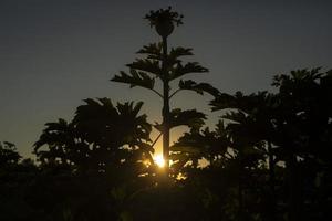 Hogweed i natur. växt på solnedgång. tjocklekar i skog. foto