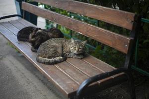 katter lögn på bänk. herrelös katter på gata. djur i gård. foto